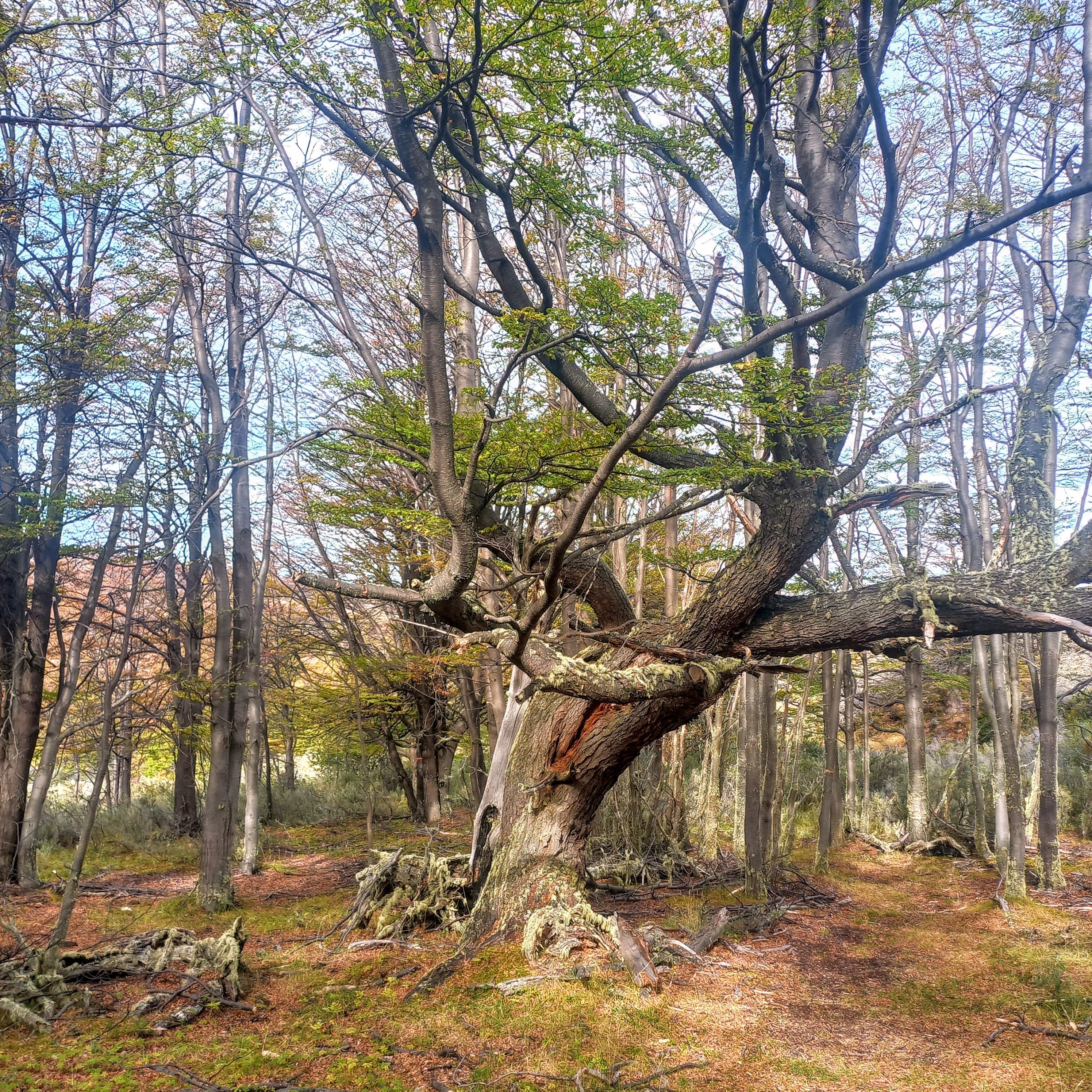 Danzaterapia – Danza de la Vida